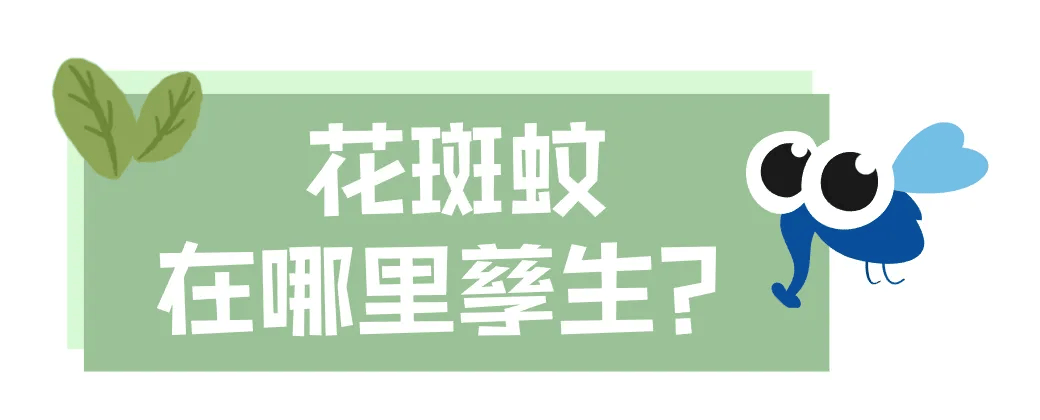 皇冠信用网账号注册_家里的这几个地方皇冠信用网账号注册，正悄悄“养”出花斑蚊！快自查→
