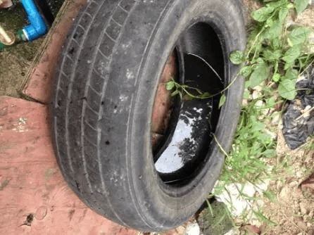 皇冠信用网账号注册_家里的这几个地方皇冠信用网账号注册，正悄悄“养”出花斑蚊！快自查→