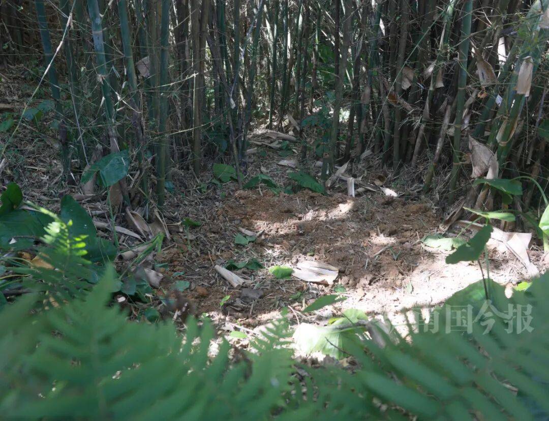 皇冠信用需要押金吗_柳州钓鱼阿叔竹林挖蚯蚓皇冠信用需要押金吗，竟挖出千年前的“大宝贝”！